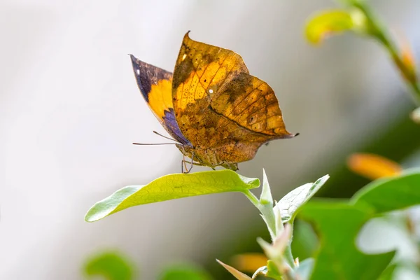 Macro Shots Bela Cena Natureza Closeup Bela Borboleta Sentado Flor — Fotografia de Stock