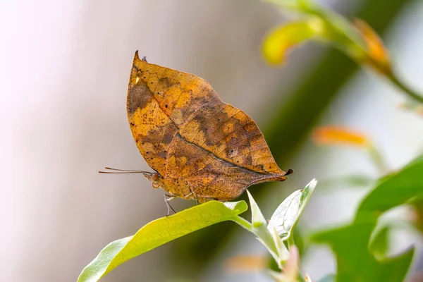 Macro Shots Beautiful Nature Scene Closeup Beautiful Butterfly Sitting Flower — Stock Photo, Image