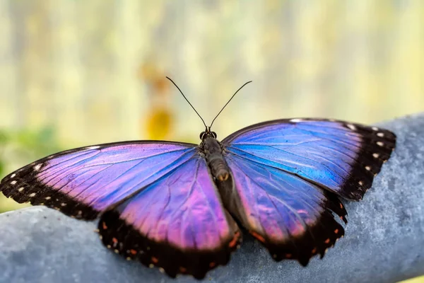 Fotos Macro Hermosa Escena Naturaleza Primer Plano Hermosa Mariposa Sentada —  Fotos de Stock