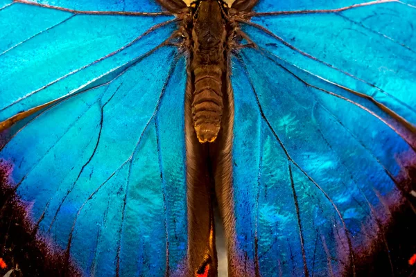 Makro Motyl Skrzydło Tło — Zdjęcie stockowe