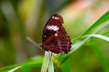 Makro çekimler, güzel doğa sahneleri. Yaklaş, güzel kelebek yaz bahçesindeki çiçekte oturuyor..