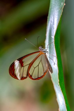 Makro çekimler, güzel doğa sahneleri. Yaklaş, güzel kelebek yaz bahçesindeki çiçekte oturuyor..
