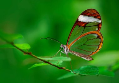 Makro çekimler, güzel doğa sahneleri. Yaklaş, güzel kelebek yaz bahçesindeki çiçekte oturuyor..