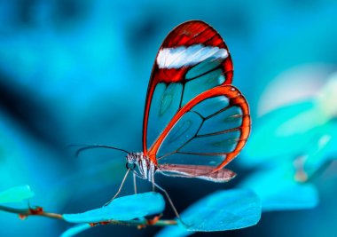 Makro çekimler, güzel doğa sahneleri. Yaklaş, güzel kelebek yaz bahçesindeki çiçekte oturuyor..