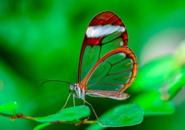 Makro çekimler, güzel doğa sahneleri. Yaklaş, güzel kelebek yaz bahçesindeki çiçekte oturuyor..
