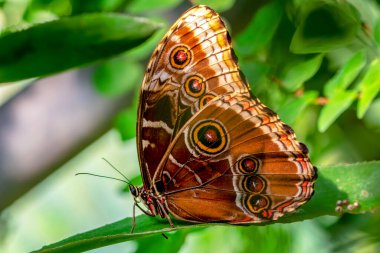 Makro çekimler, güzel doğa sahneleri. Yaklaş, güzel kelebek yaz bahçesindeki çiçekte oturuyor..