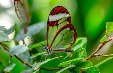 Makro çekimler, güzel doğa sahneleri. Yaklaş, güzel kelebek yaz bahçesindeki çiçekte oturuyor..