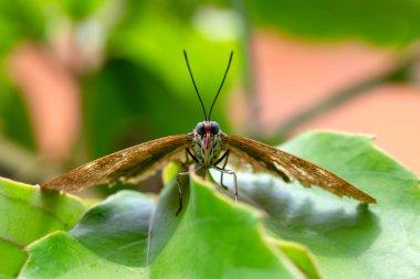 Makro çekimler, güzel doğa sahneleri. Yaklaş, güzel kelebek yaz bahçesindeki çiçekte oturuyor..