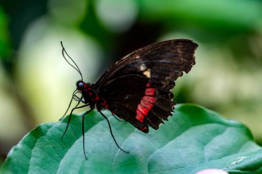 Makro çekimler, güzel doğa sahneleri. Yaklaş, güzel kelebek yaz bahçesindeki çiçekte oturuyor..