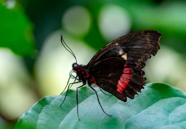 Makro çekimler, güzel doğa sahneleri. Yaklaş, güzel kelebek yaz bahçesindeki çiçekte oturuyor..
