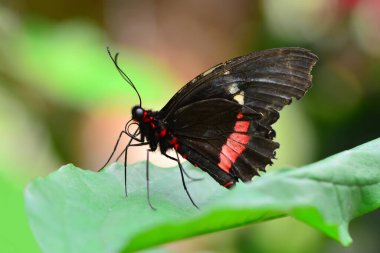 Makro çekimler, güzel doğa sahneleri. Yaklaş, güzel kelebek yaz bahçesindeki çiçekte oturuyor..