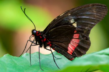 Makro çekimler, güzel doğa sahneleri. Yaklaş, güzel kelebek yaz bahçesindeki çiçekte oturuyor..