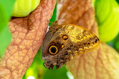 Makro çekimler, güzel doğa sahneleri. Yaklaş, güzel kelebek yaz bahçesindeki çiçekte oturuyor..