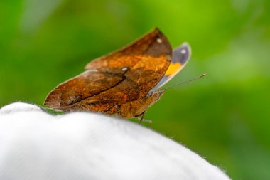Makro çekimler, güzel doğa sahneleri. Yaklaş, güzel kelebek yaz bahçesindeki çiçekte oturuyor..