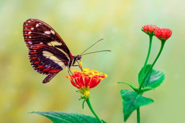 Makro çekimler, güzel doğa sahneleri. Yaklaş, güzel kelebek yaz bahçesindeki çiçekte oturuyor..