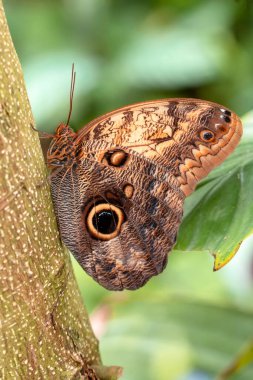 Makro çekimler, güzel doğa sahneleri. Yaklaş, güzel kelebek yaz bahçesindeki çiçekte oturuyor..