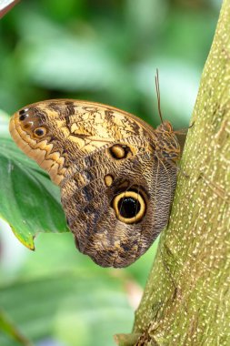 Makro çekimler, güzel doğa sahneleri. Yaklaş, güzel kelebek yaz bahçesindeki çiçekte oturuyor..