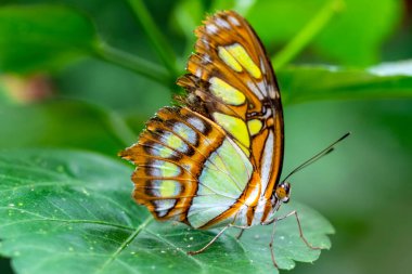 Makro çekimler, güzel doğa sahneleri. Yaklaş, güzel kelebek yaz bahçesindeki çiçekte oturuyor..