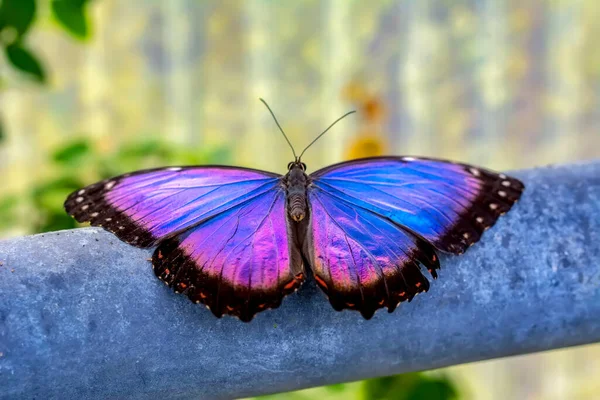 Fotos Macro Hermosa Escena Naturaleza Primer Plano Hermosa Mariposa Sentada — Foto de Stock