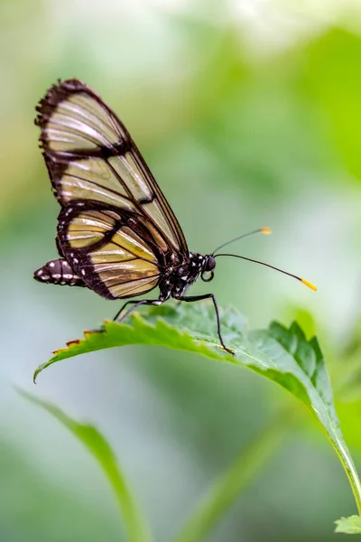 Makro Záběry Krásná Přírodní Scéna Closeup Krásný Motýl Sedí Květině — Stock fotografie