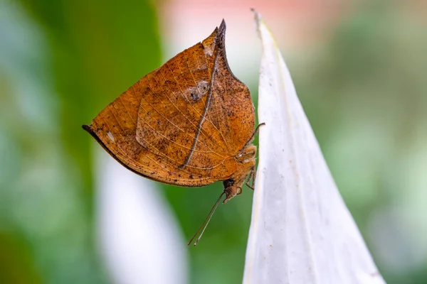 Macro Shots Bela Cena Natureza Closeup Bela Borboleta Sentado Flor — Fotografia de Stock