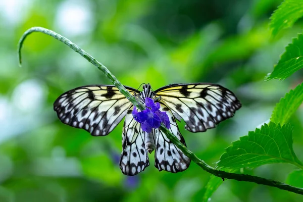 Makroaufnahmen Schöne Naturszene Nahaufnahme Schöner Schmetterling Sitzt Auf Der Blume — Stockfoto