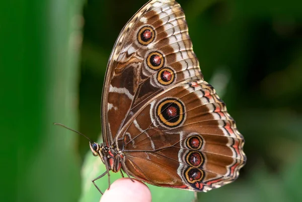 Makro Skott Vacker Natur Scen Närbild Vacker Fjäril Sitter Blomman — Stockfoto