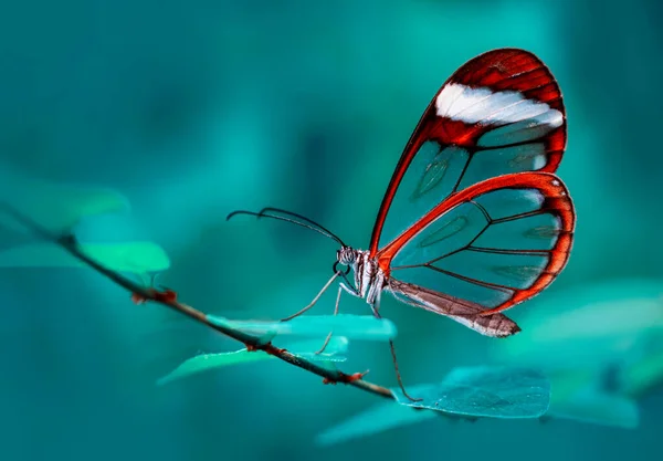 Macro Shots Beautiful Nature Scene Closeup Beautiful Butterfly Sitting Flower — Stock Photo, Image