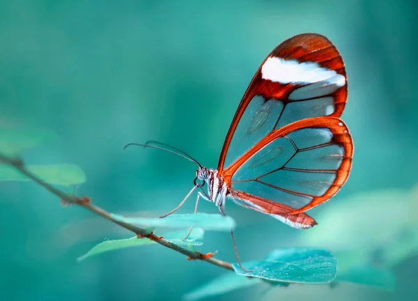 Fotos Macro Hermosa Escena Naturaleza Primer Plano Hermosa Mariposa Sentada —  Fotos de Stock