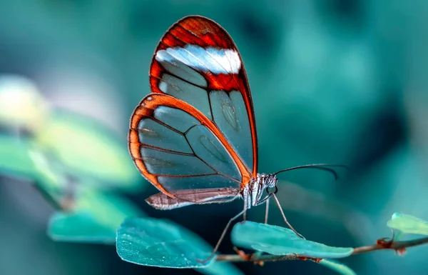 Makro Çekimler Güzel Doğa Sahneleri Yaklaş Güzel Kelebek Yaz Bahçesindeki — Stok fotoğraf