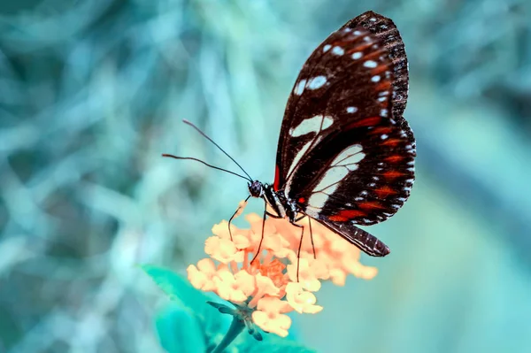 Makro Záběry Krásná Přírodní Scéna Closeup Krásný Motýl Sedí Květině — Stock fotografie