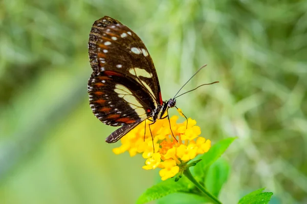 Μακρο Φωτογραφίες Όμορφη Φυσική Σκηνή Κοντινό Πλάνο Όμορφη Πεταλούδα Κάθεται — Φωτογραφία Αρχείου