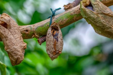 Kelebek çiftliği. Bir dalda farklı kelebeklerle koza imzası 