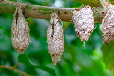 Kelebek çiftliği. Bir dalda farklı kelebeklerle koza imzası 