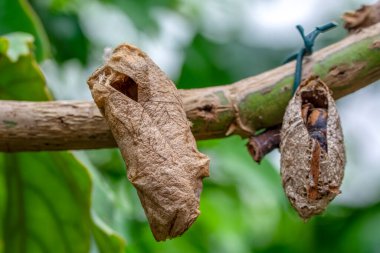 Kelebek çiftliği. Bir dalda farklı kelebeklerle koza imzası 