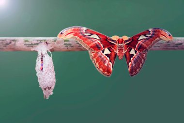 Kelebek çiftliği. Bir dalda farklı kelebeklerle koza imzası 