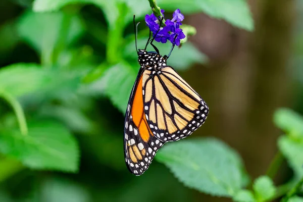 Macro Shots Belle Scène Nature Gros Plan Beau Papillon Assis — Photo