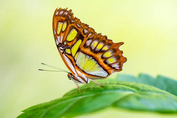 Macro Shots Bela Cena Natureza Closeup Bela Borboleta Sentado Flor — Fotografia de Stock