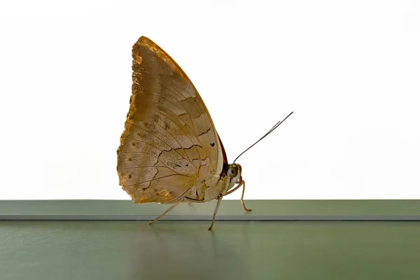 Strzały Makro Piękna Scena Natury Zbliżenie Piękny Motyl Siedzi Kwiat — Zdjęcie stockowe