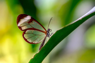 Makro çekimler, güzel doğa sahneleri. Yaklaş, güzel kelebek yaz bahçesindeki çiçekte oturuyor..
