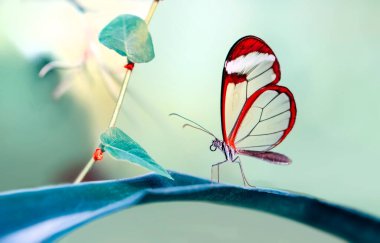 Makro çekimler, güzel doğa sahneleri. Yaklaş, güzel kelebek yaz bahçesindeki çiçekte oturuyor..