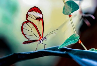 Makro çekimler, güzel doğa sahneleri. Yaklaş, güzel kelebek yaz bahçesindeki çiçekte oturuyor..