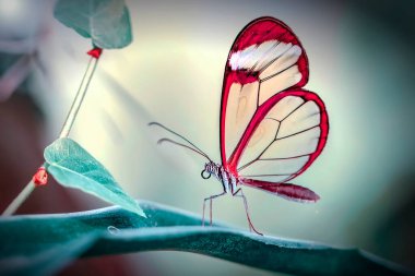 Makro çekimler, güzel doğa sahneleri. Yaklaş, güzel kelebek yaz bahçesindeki çiçekte oturuyor..