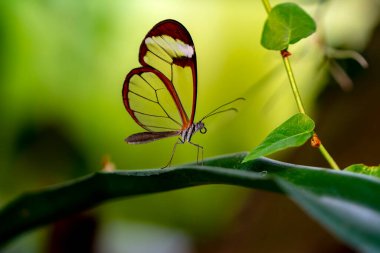 Makro çekimler, güzel doğa sahneleri. Yaklaş, güzel kelebek yaz bahçesindeki çiçekte oturuyor..