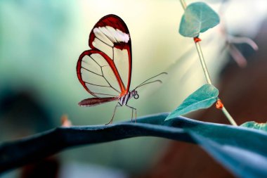 Makro çekimler, güzel doğa sahneleri. Yaklaş, güzel kelebek yaz bahçesindeki çiçekte oturuyor..