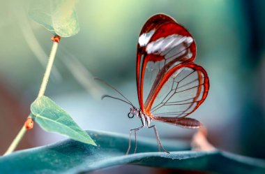 Makro çekimler, güzel doğa sahneleri. Yaklaş, güzel kelebek yaz bahçesindeki çiçekte oturuyor..
