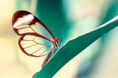 Makro çekimler, güzel doğa sahneleri. Yaklaş, güzel kelebek yaz bahçesindeki çiçekte oturuyor..