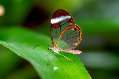 Makro çekimler, güzel doğa sahneleri. Yaklaş, güzel kelebek yaz bahçesindeki çiçekte oturuyor..