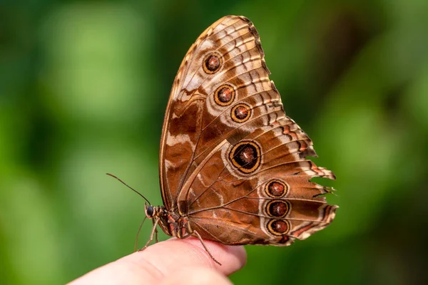 Macro Shots Bela Cena Natureza Closeup Bela Borboleta Sentado Flor — Fotografia de Stock