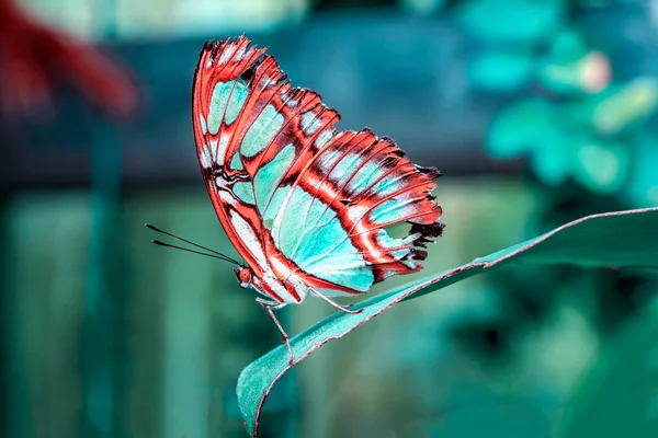 Makroaufnahmen Schöne Naturszene Nahaufnahme Schöner Schmetterling Sitzt Auf Der Blume — Stockfoto